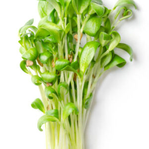 Fenugreek microgreens