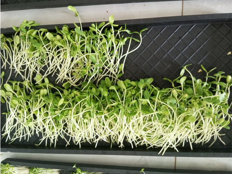 fresh harvesting freshiimicrogreens thanjavur