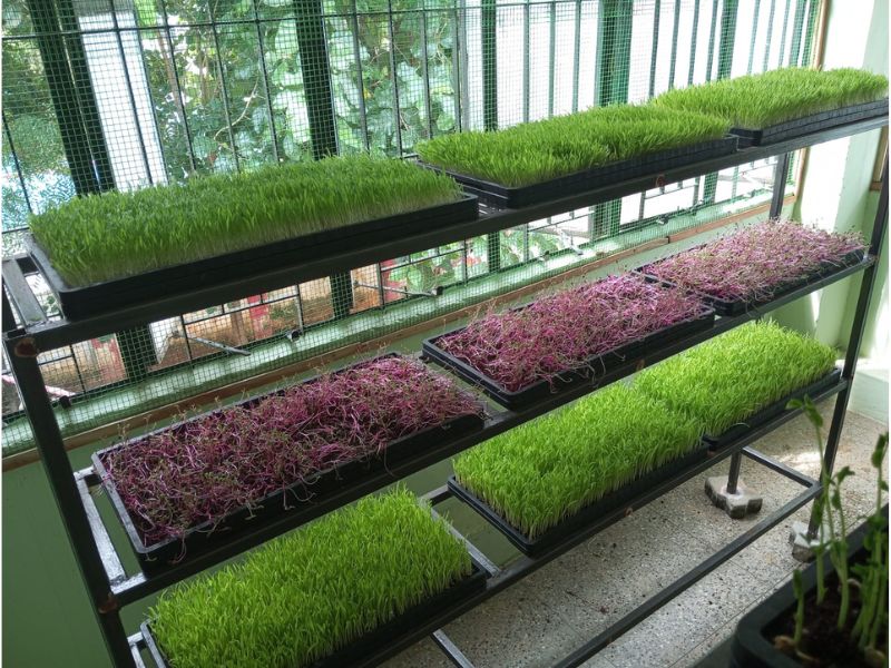 hygienic indoor growing freshiimicrogreens thanjavur