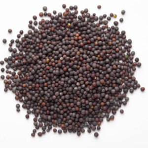 mustard microgreen seeds