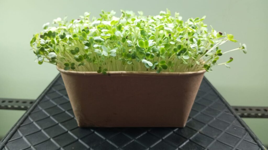 livemicrogreen freshiimicrogreens thanjavur