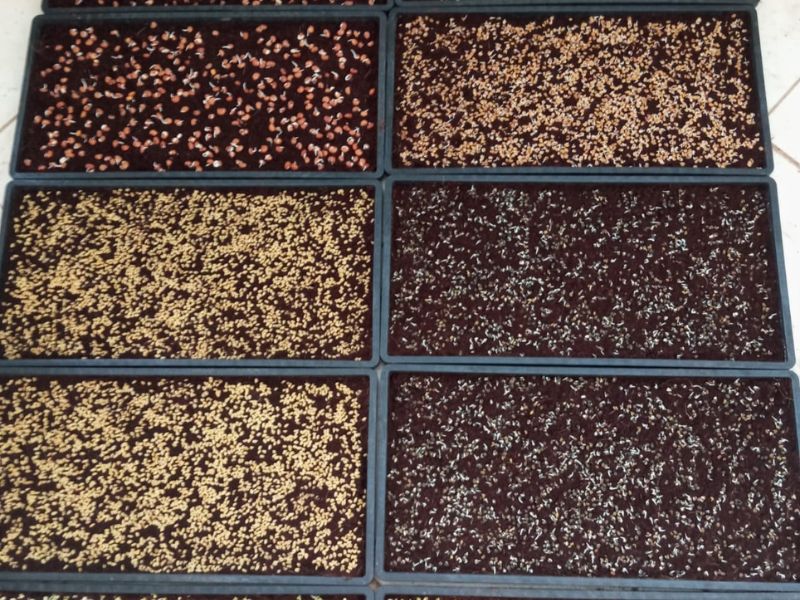 natural seed selection freshiimicrogreens thanjavur