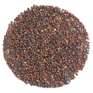 pak choi microgreen seeds