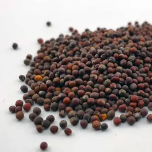 red cabbage microgreen seeds