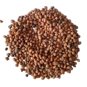 red radish microgreen seeds