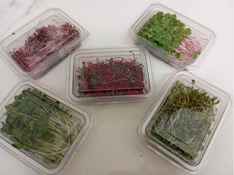 safe packing and delivery freshiimicrogreens