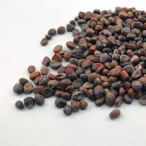 sango radish microgreen seeds