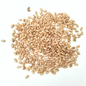 wheatgrass microgreen seeds