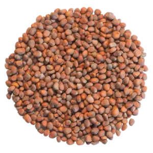 white radish microgreen seeds