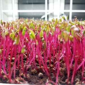 beetroot microgreens