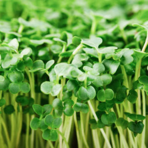 broccoli microgreens