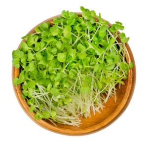 cabbage microgreens