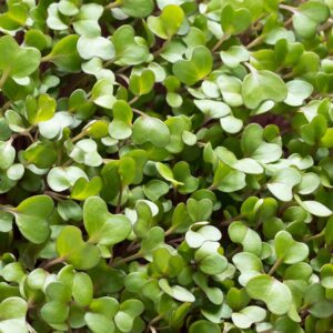 cauliflower microgreens