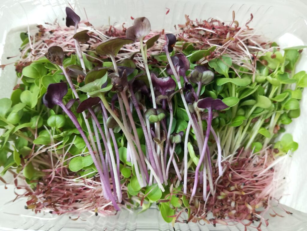 customorders freshiimicrogreens thanjavur 1