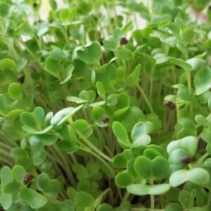 Indian Mustard Microgreens