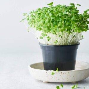 pak choi microgreens