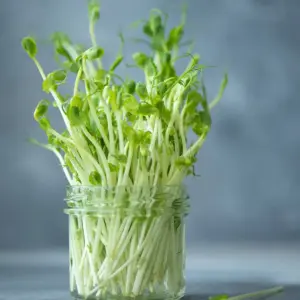 pea shoots