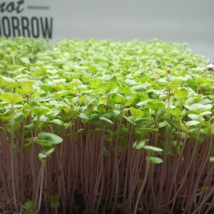 pink raddish microgreens