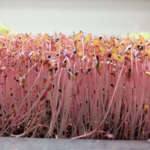 Red amaranth microgreens