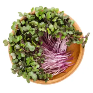 red cabbage microgreens