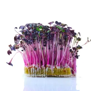 sango radish microgreens