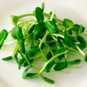 sunflower microgreens