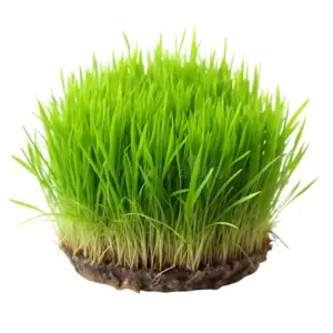 wheat grass shoots