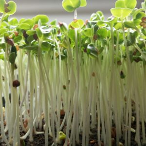 white raddish microgreens