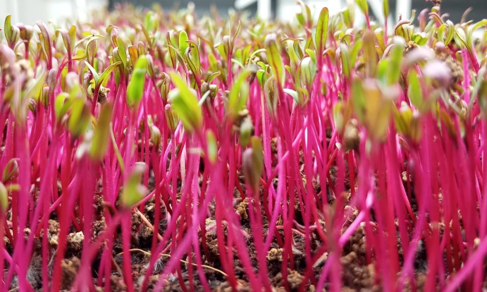 beetroot microgreens